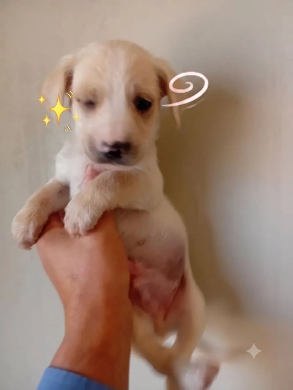 Filhote de cachorro  - Foto 2