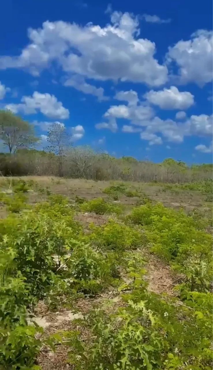 Terreno em Cemoaba  - Foto 2