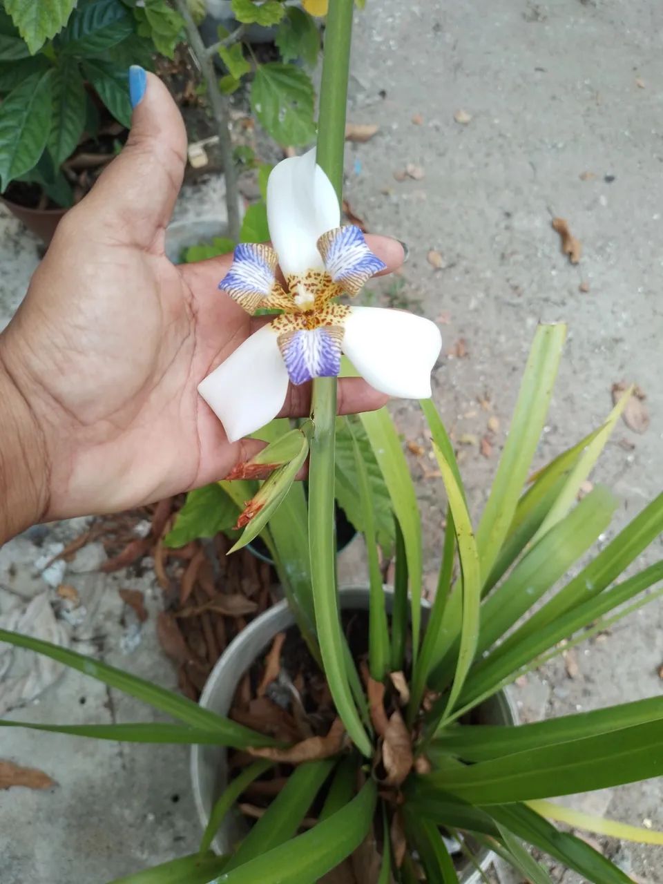 Muda de Neomarica - Foto 5