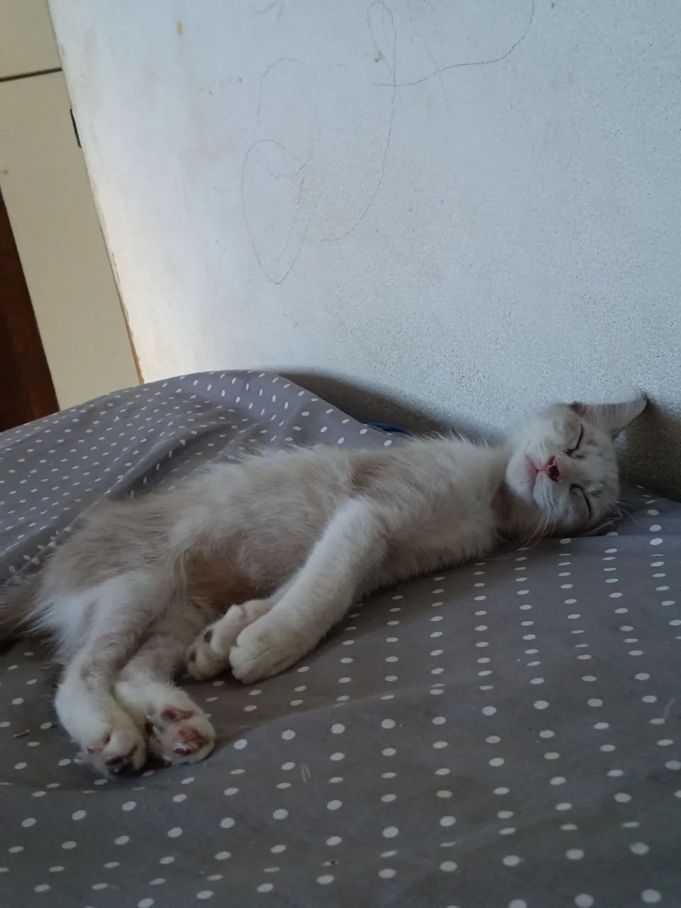 Adoção  - Foto 2