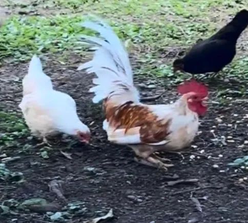 Garnizé( um casal nanico o uma casal carnizé mais 14 ponte de Garnizé 