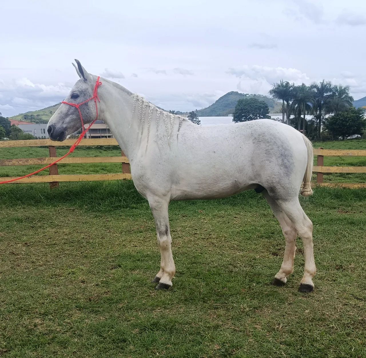 Cavalo marcha picada!! - Foto 2