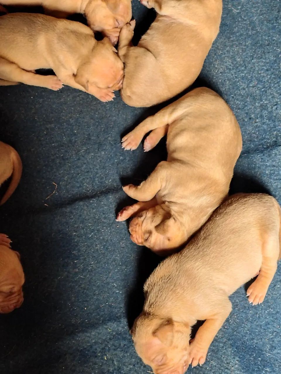 Cachorro Pitbull  - Foto 2