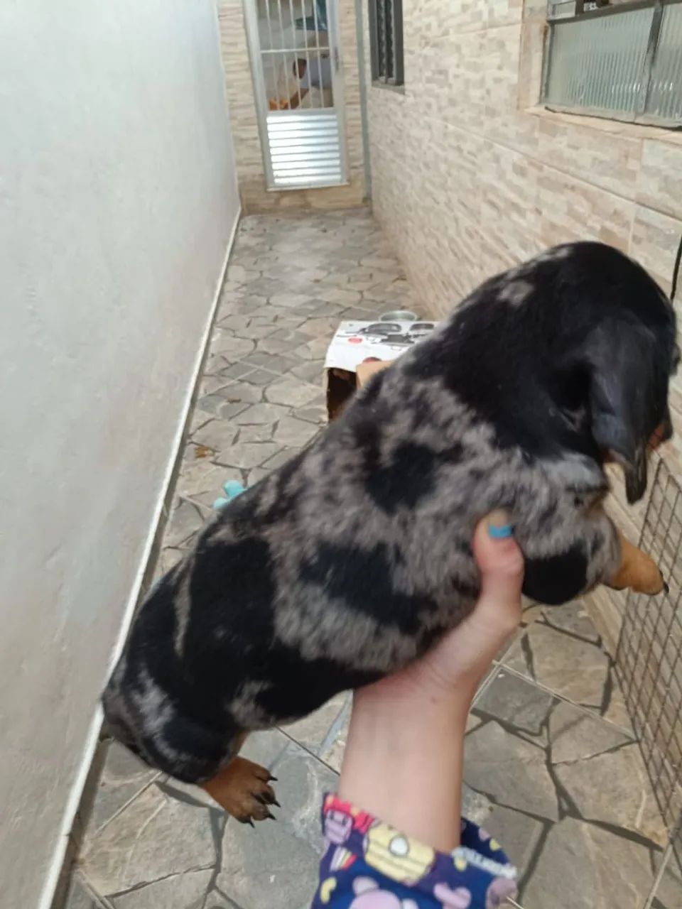 Filhotes de salsichinha