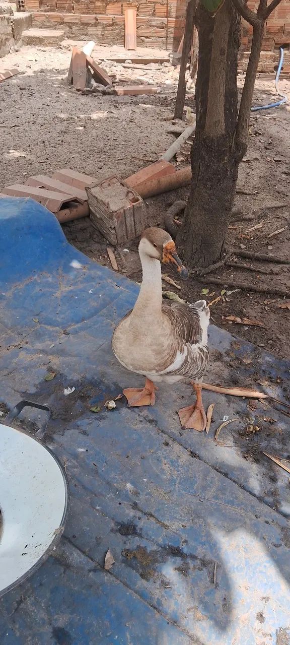Aves - Foto 3