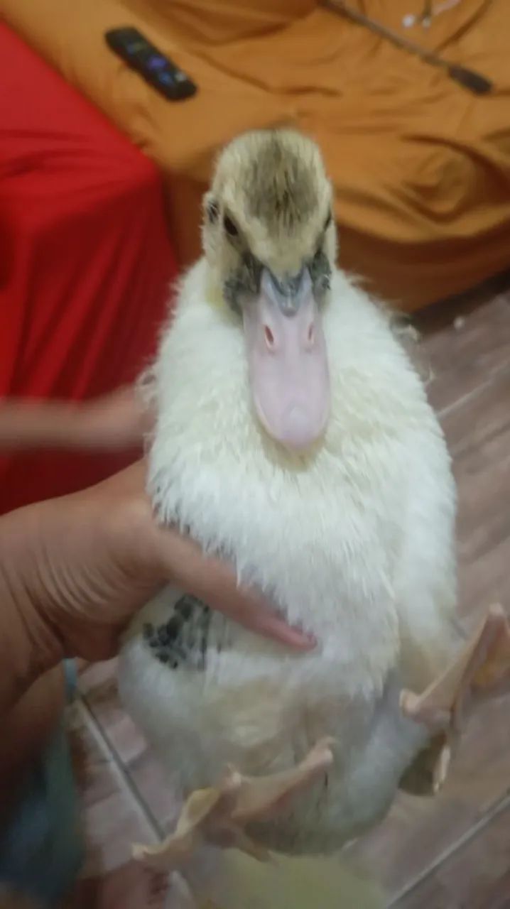 Patos  40 reais  - Foto 3