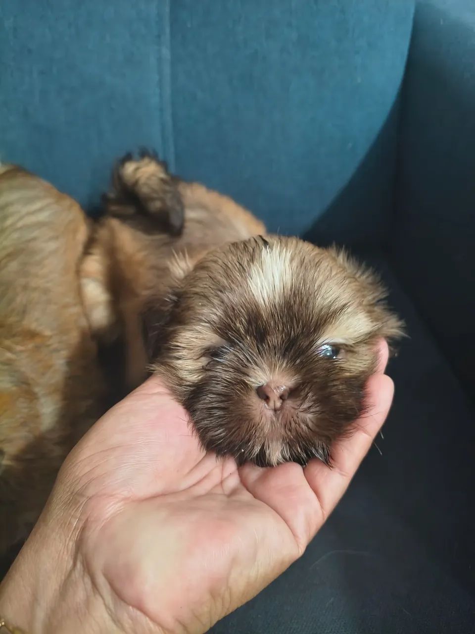 Cachorro Shitzu  - Foto 4