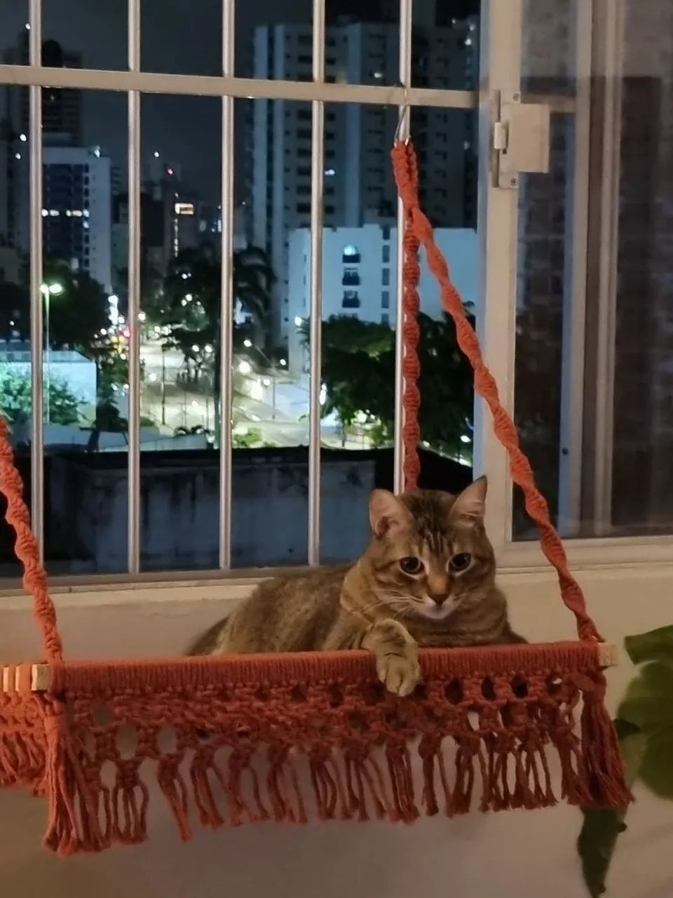 Caminha de gato 