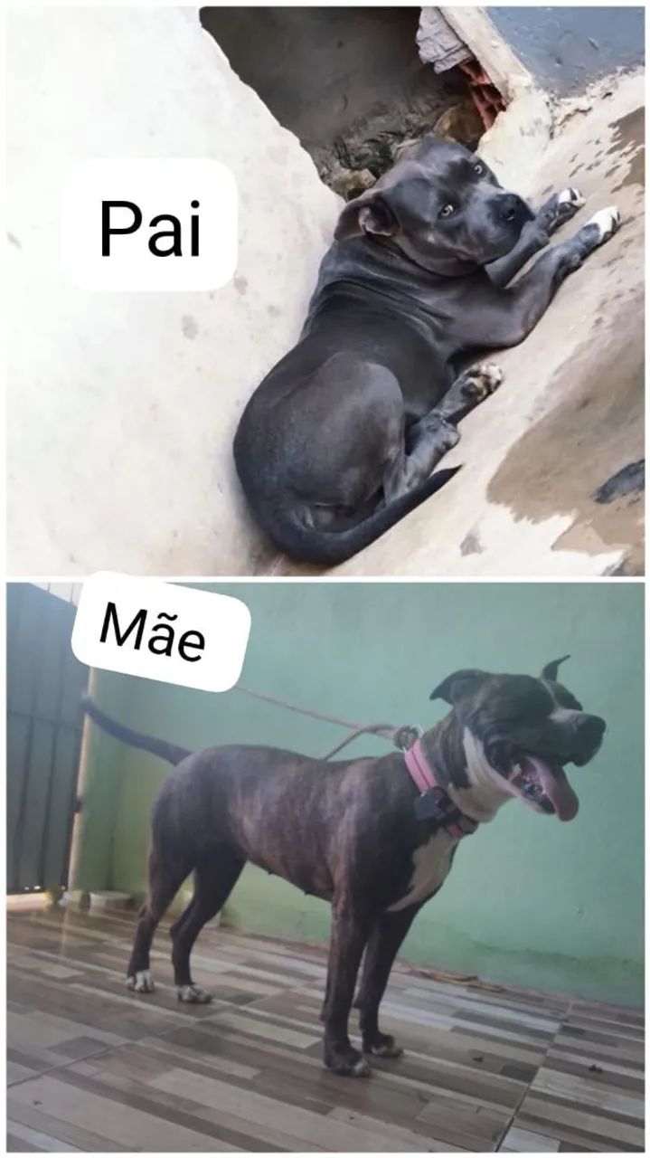 Pitbull pra vender  - Foto 3