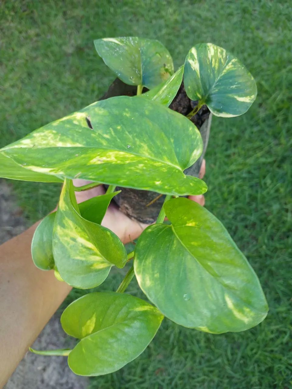 Vendas de mudas online  - Foto 2