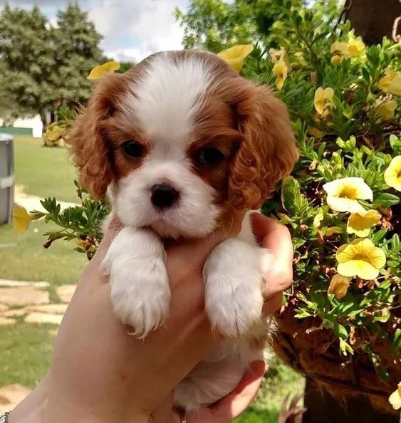 Cavalier King Charles Machos e Femeas - Foto 2