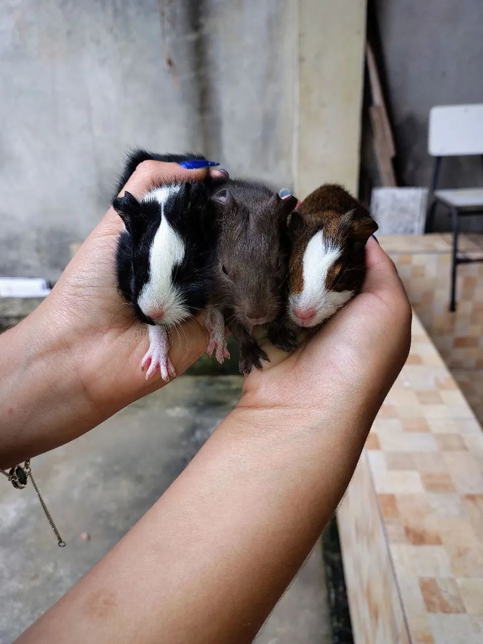 Porquinho da índia  - Foto 5