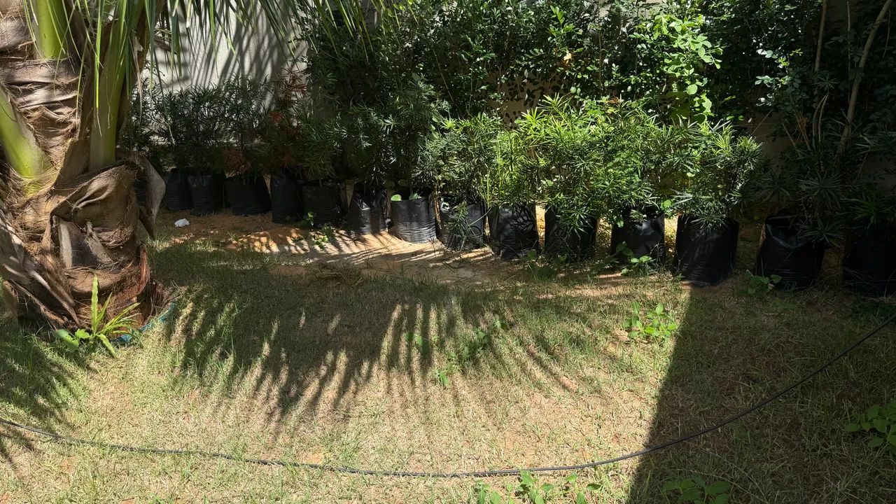 Mudas de plantas  - Foto 4