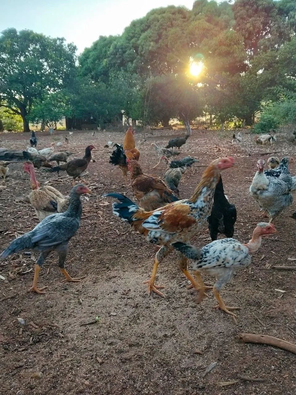Frango e franga caipira  - Foto 4