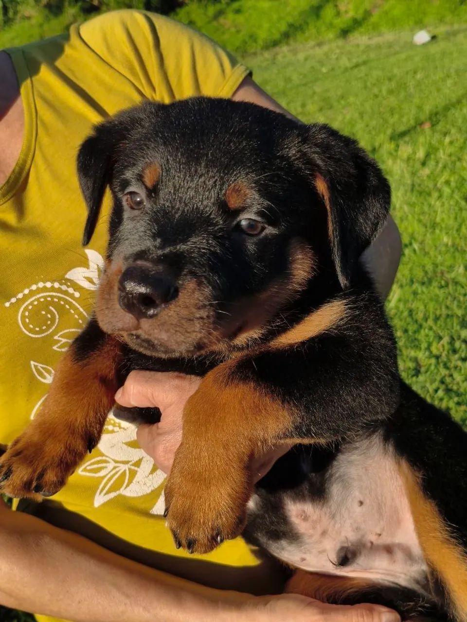 Rottweiler  - Foto 2