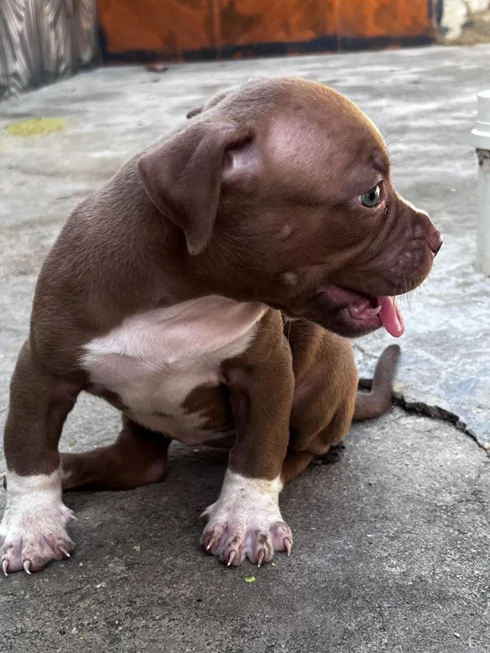 Pit bull - Foto 3