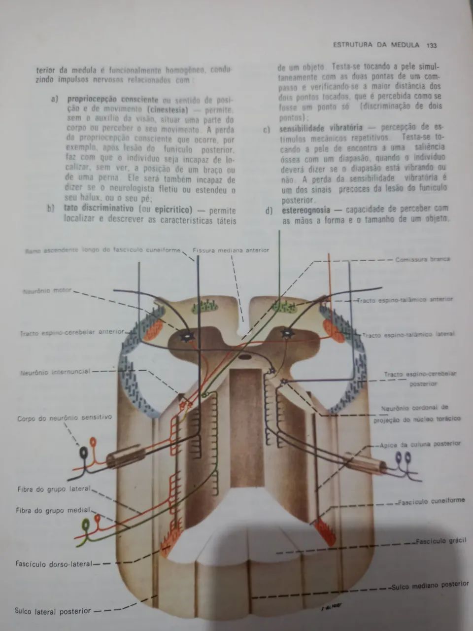 NEUROANATOMIA FUNCIONAL ANGELO MACHADO 1981 - Foto 3