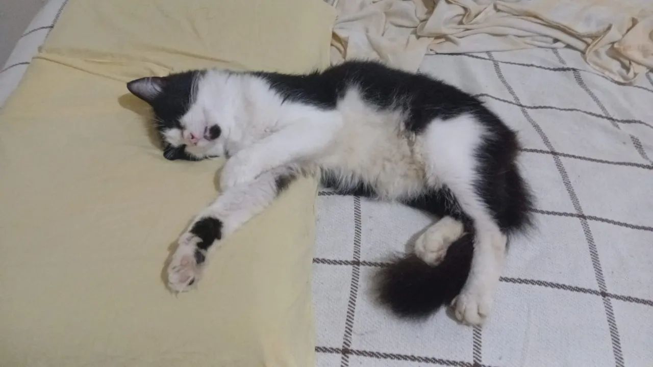Gato para doação  - Foto 2
