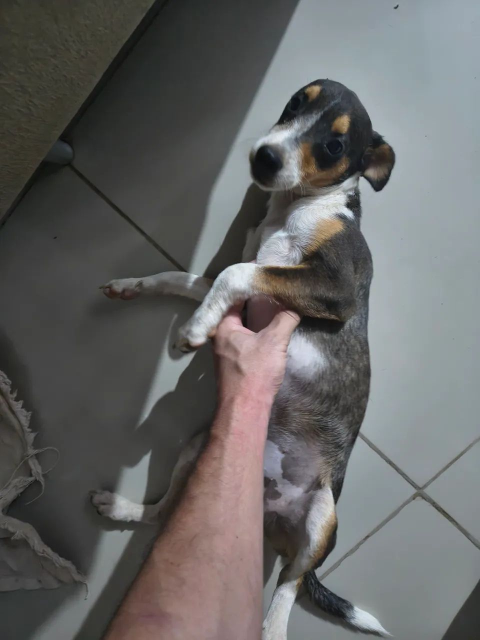CACHORRO PARA ADOÇÃO 