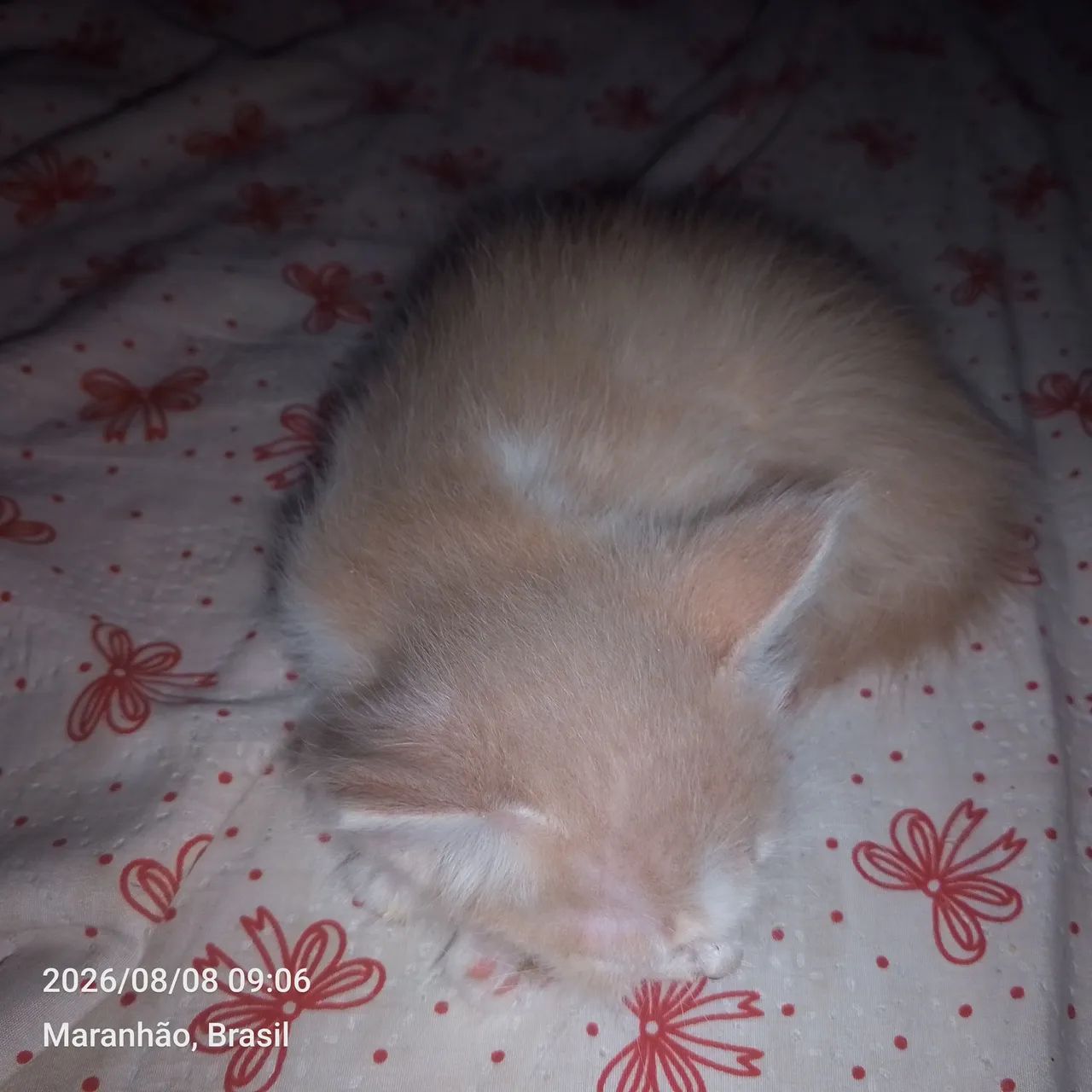 Gata - Foto 3