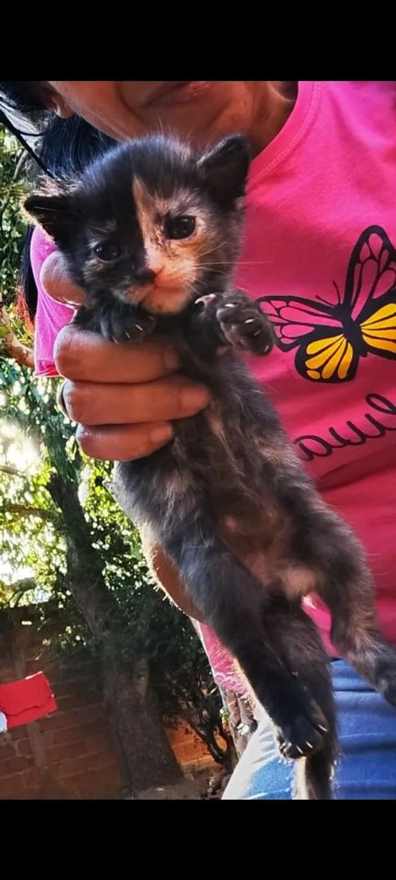 Gatinhos  - Foto 5