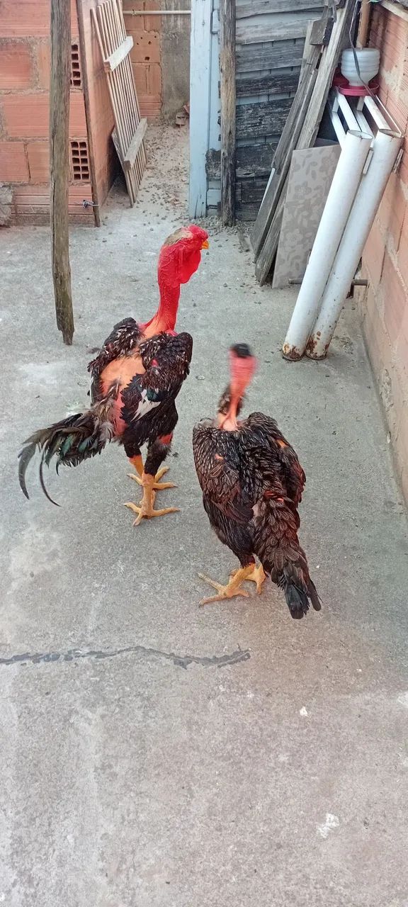 Galo - Foto 2
