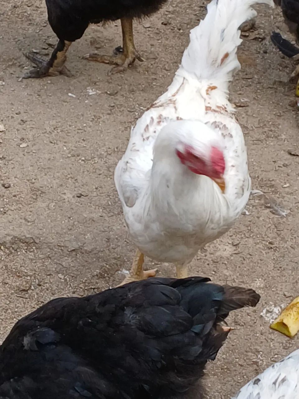 Frango de 3 meses indio com.gsb 
