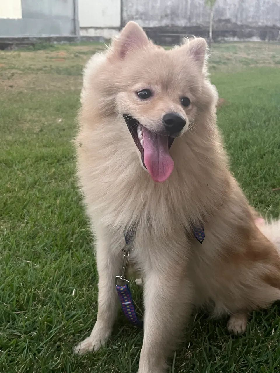Spitz alemão - Foto 2