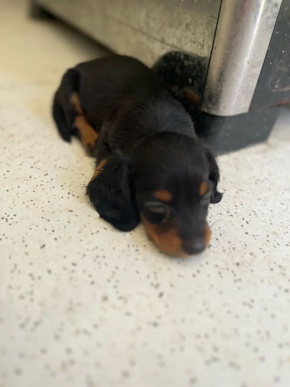 Dachshund pelo longo  - Foto 3