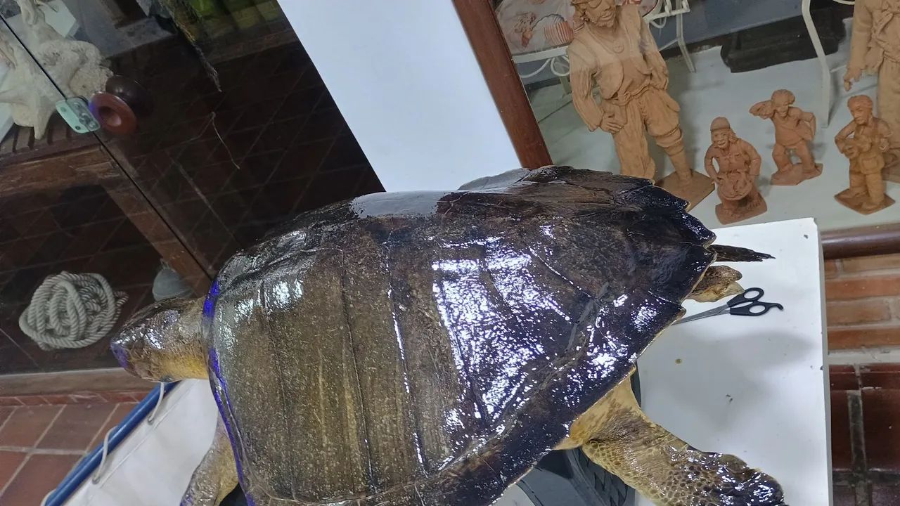 Empalhamento de animais mortos  - Foto 2
