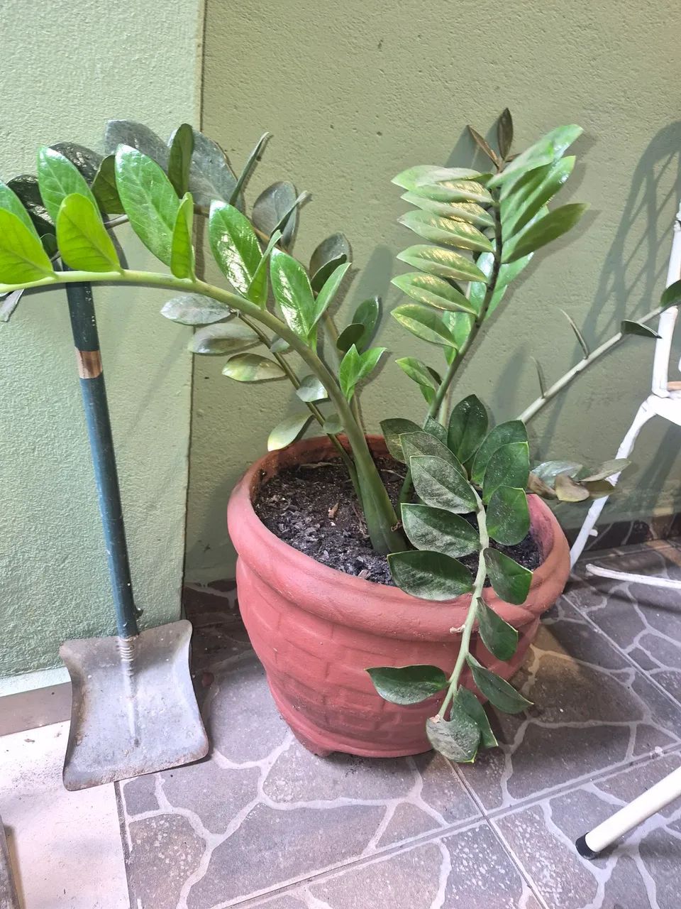 Vaso com planta - Foto 2