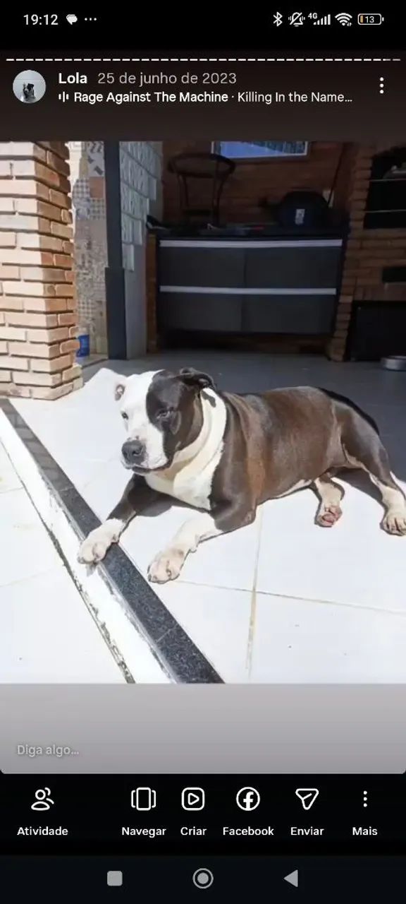 Doação Cadela