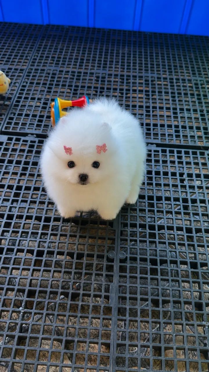 Spitz alemão miniatura 
