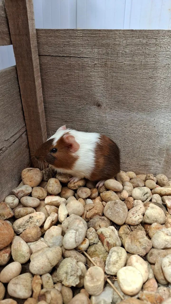 Caviário Paulina - Porquinhos da India - Foto 6