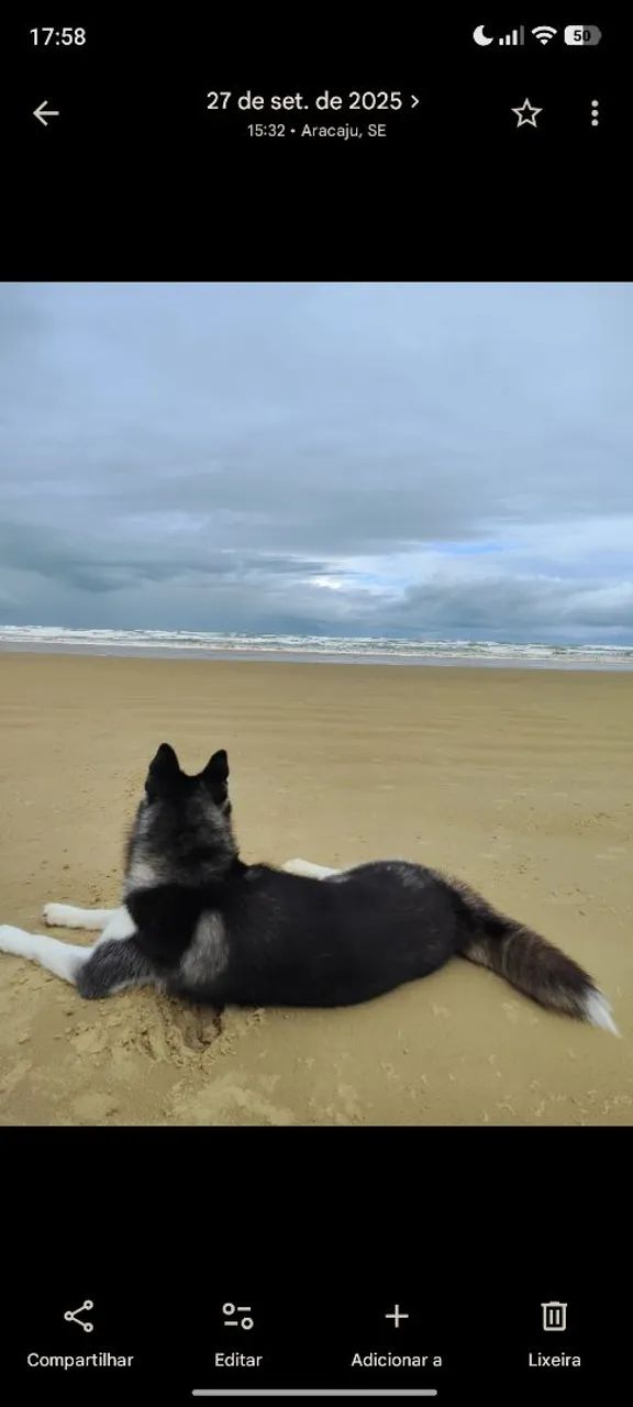 Vendo husky fêmea  - Foto 4