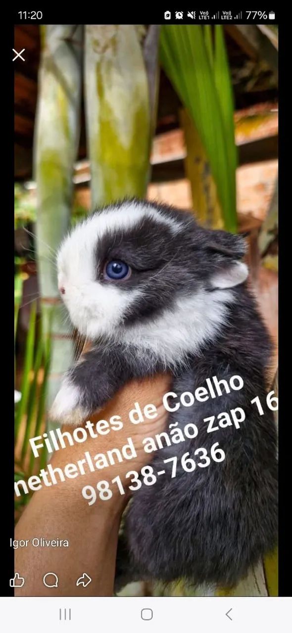 Filhotes de Coelho netherland anão zap * ? 