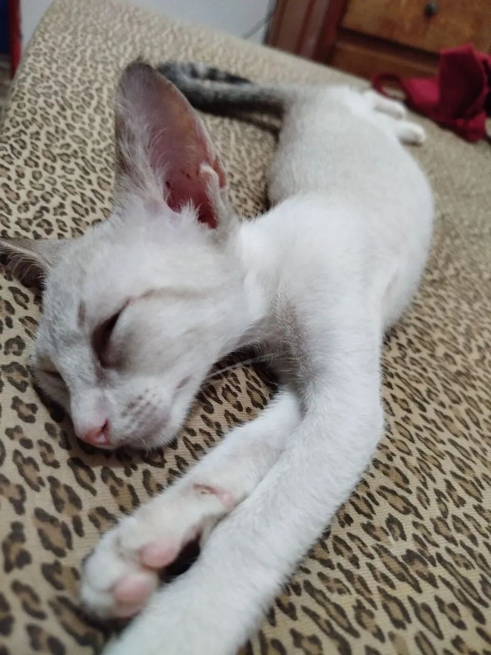 Doação de gatinhas 