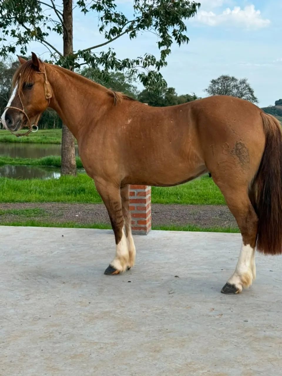 Cavalo Crioulo