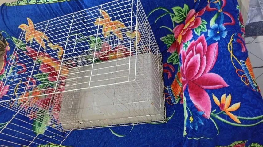 Grade/Cercado para roedores - Foto 2