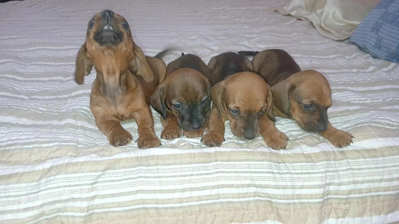 Salsichas  - Foto 2
