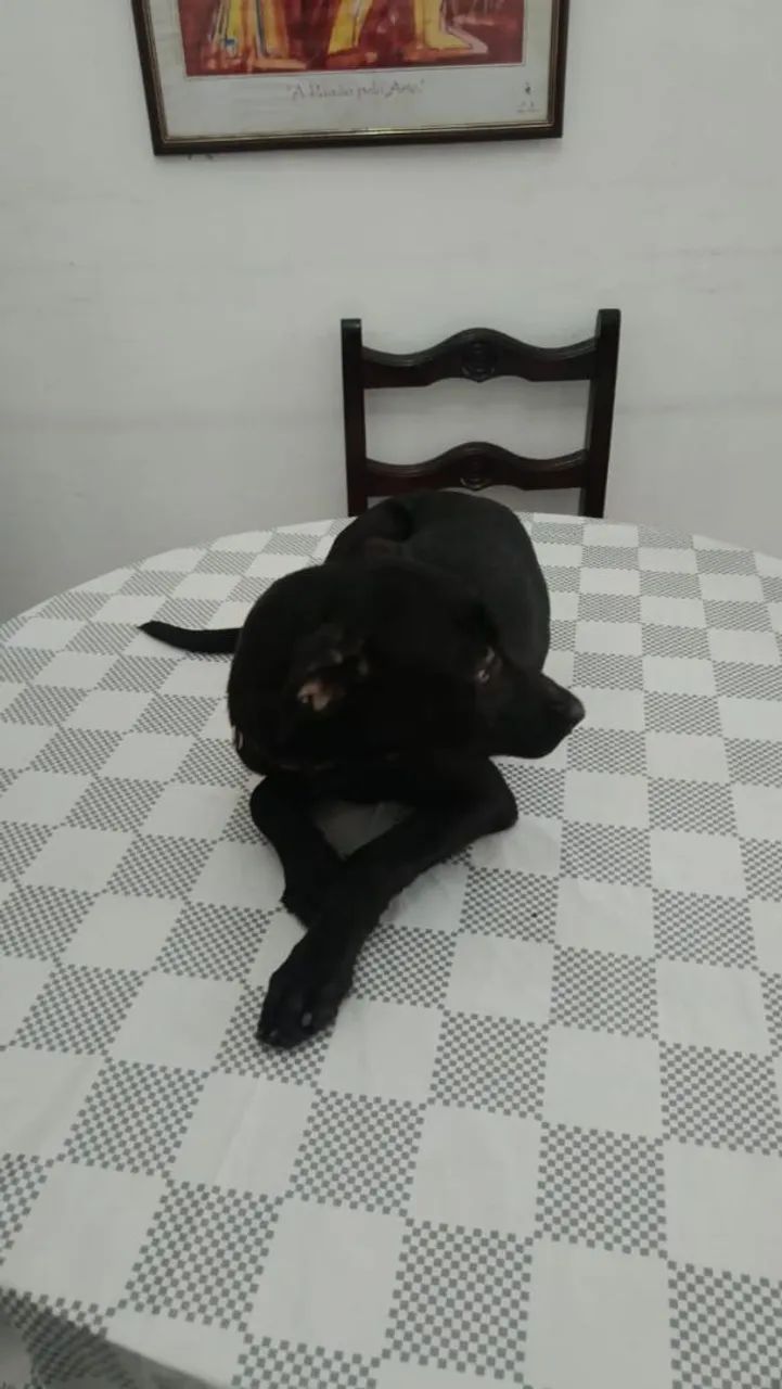 Cadelas  - Foto 2