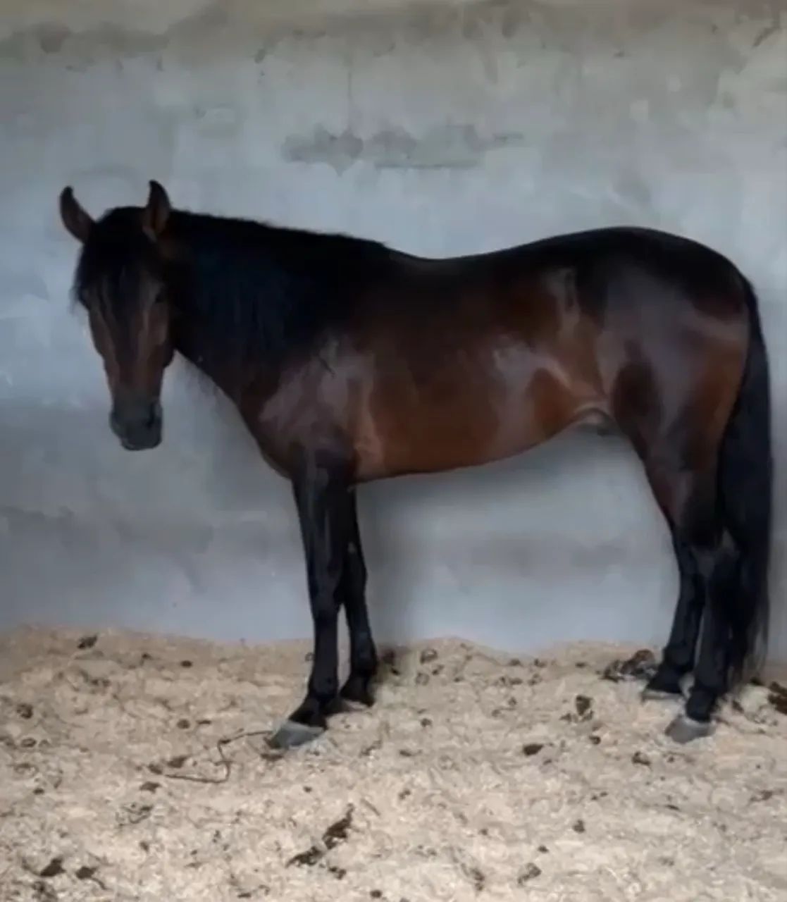 Égua com potra nos pés - Foto 4