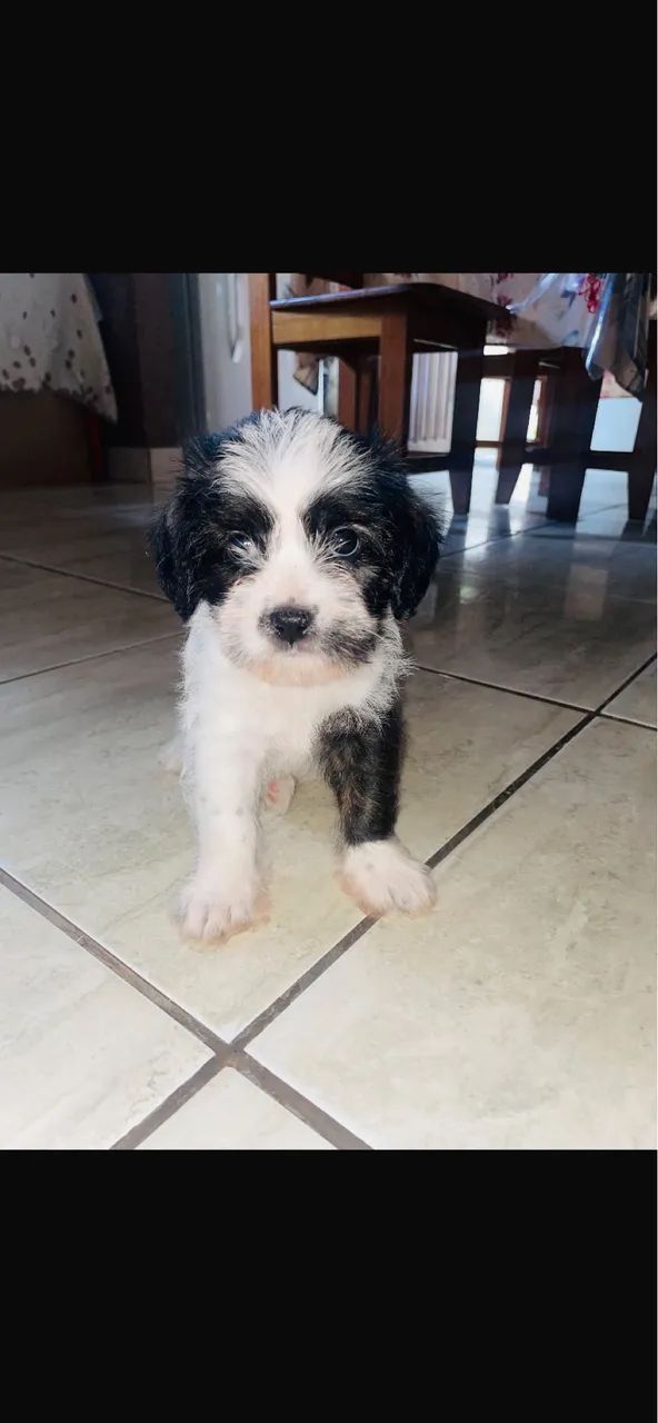 Shih tzu