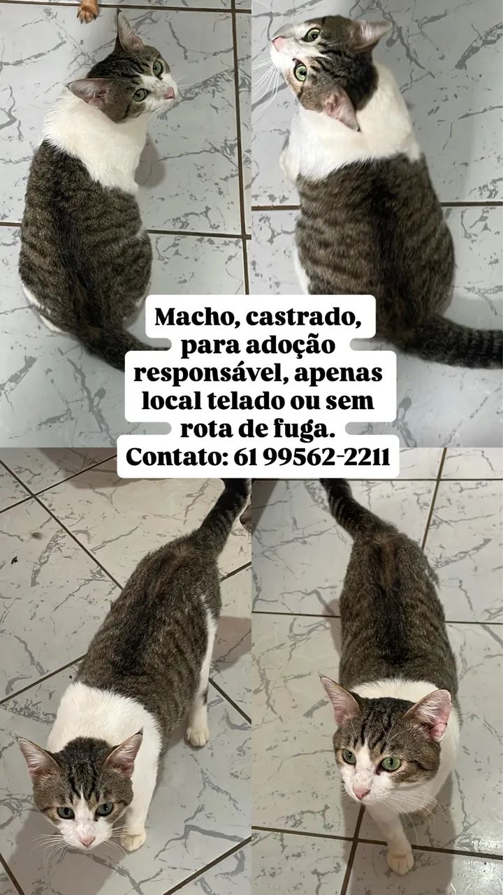 Gatos para adoção 