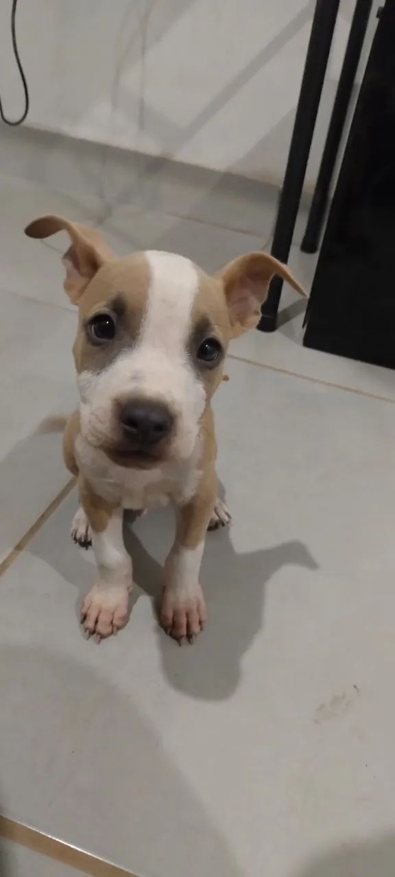 American Staffordshire Terrier  - Foto 4