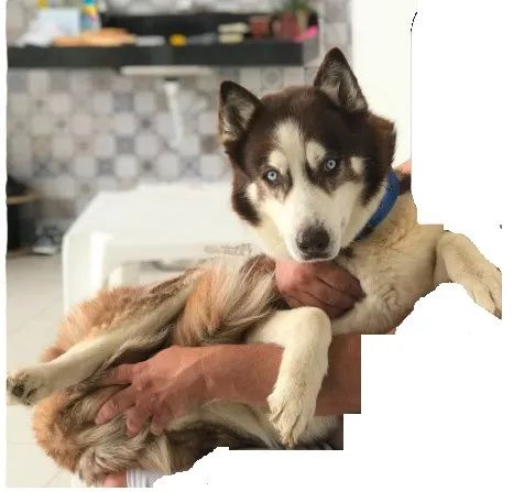 HUSKY MACHO Procurando Namorada - Foto 4