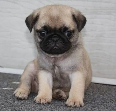 Pug o cão belo bonito e mais querido que existe 