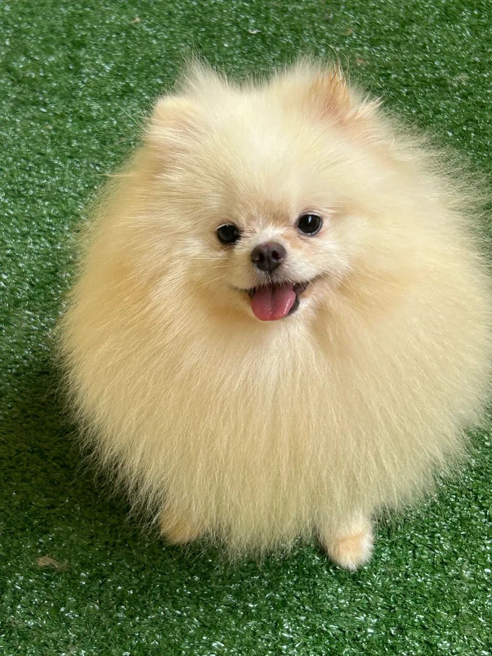 Spitz alemão com pedigree cbkc  - Foto 3