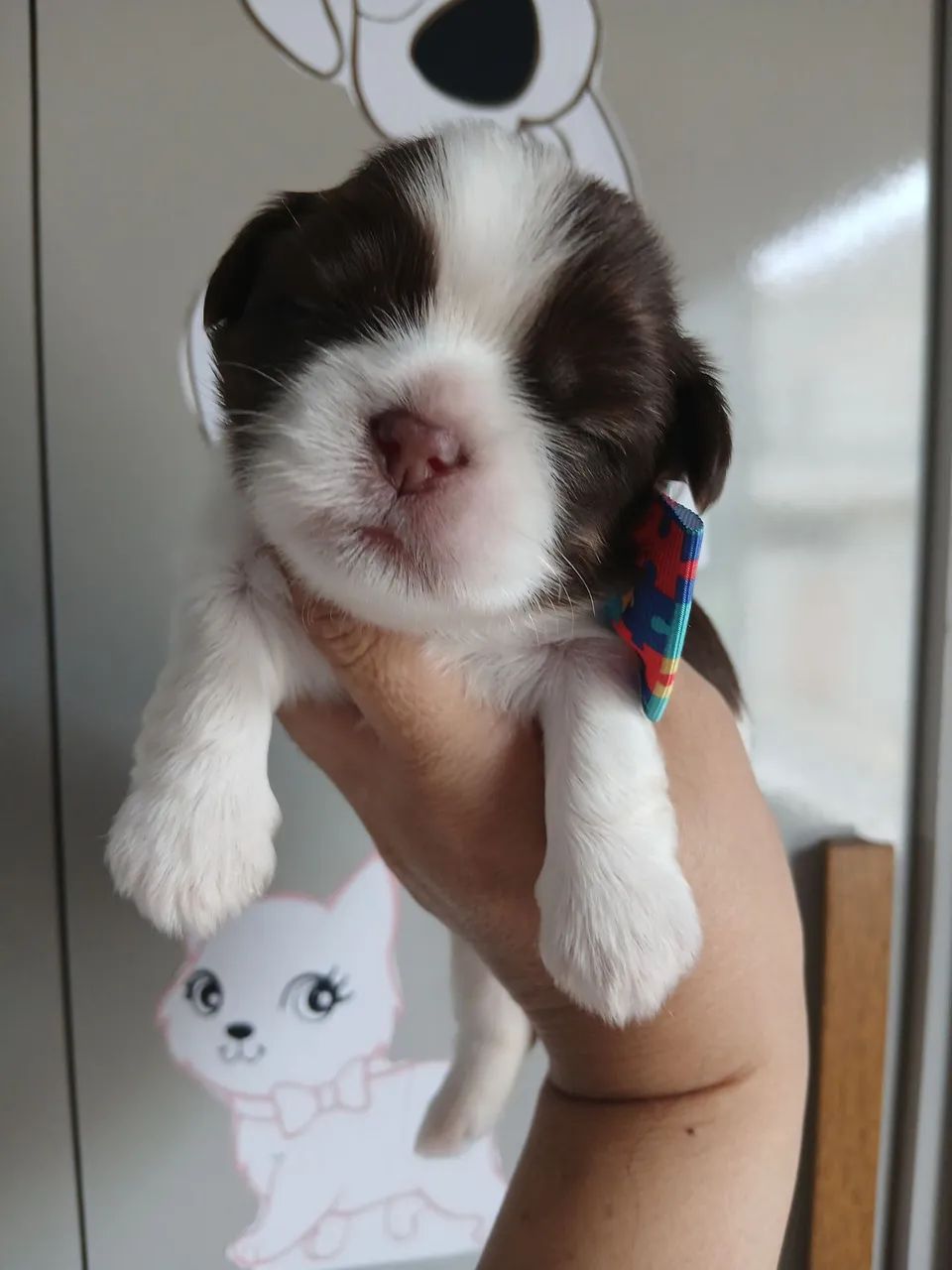 Vendo lindos filhotes shi tzus  - Foto 5