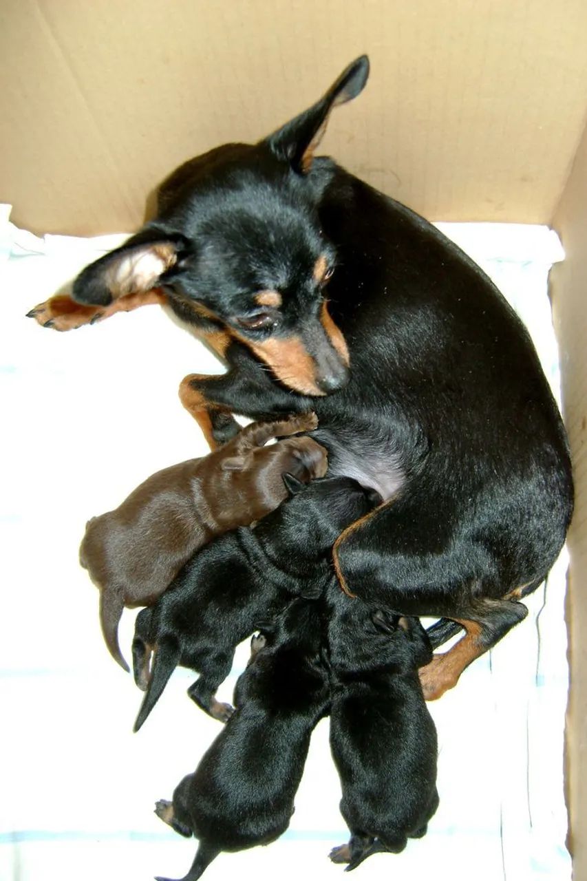 Pinscher 2 - Foto 2